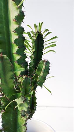 Cactus del deserto euphorbia eritrea african milk tree
