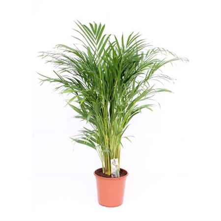 Areca palma da interno