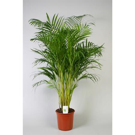 Areca palma da interno