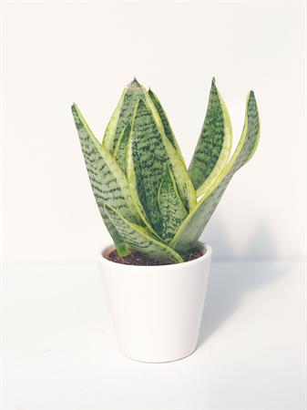 Sansevieria trifasciata pianta piccola
