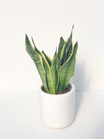 Sansevieria pianta foglie a strisce