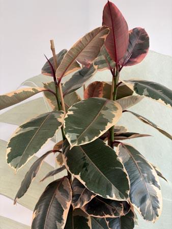 Ficus tineke pianta variegata