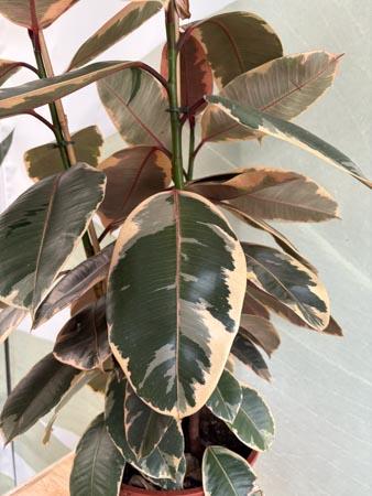 Ficus tineke pianta variegata