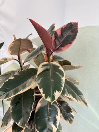 Ficus tineke pianta variegata