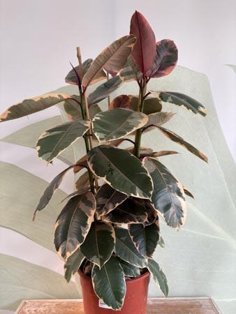 Ficus tineke pianta variegata