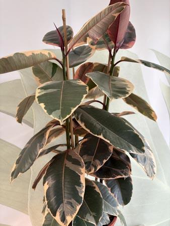 Ficus tineke pianta variegata