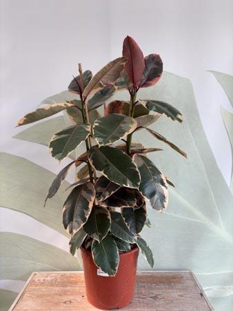 Ficus tineke pianta variegata