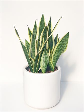 Sansevieria trifasciata pianta grande
