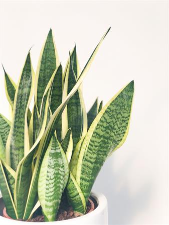 Sansevieria trifasciata pianta grande