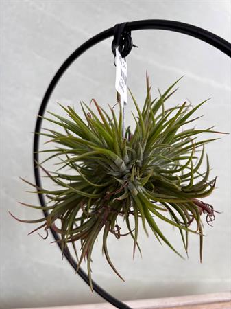 Tillandsia con supporto in ferro