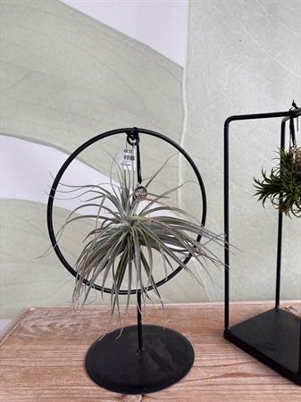 Tillandsia con supporto in ferro