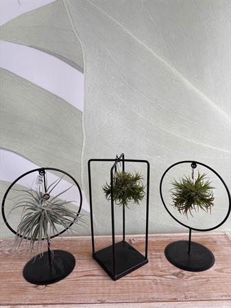Tillandsia con supporto in ferro