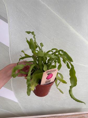 Epiphyllum