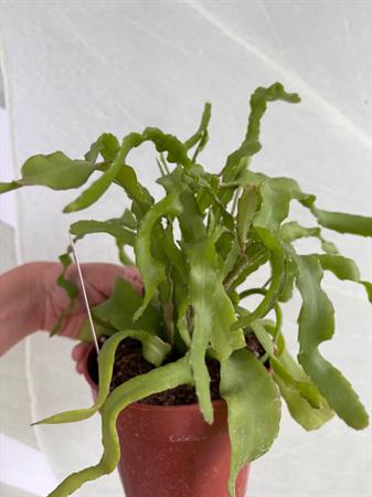 Epiphyllum