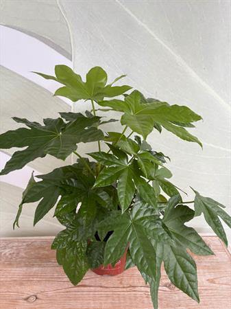 Fatsia japonica foglie a mano pianta verde interno esterno