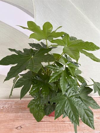 Fatsia japonica foglie a mano pianta verde interno esterno
