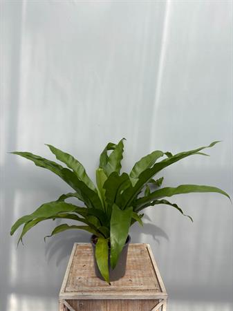asplenium felce nido
