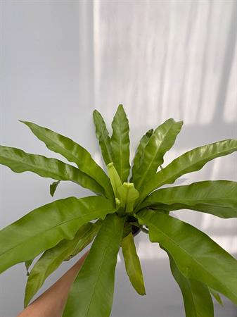 asplenium felce nido
