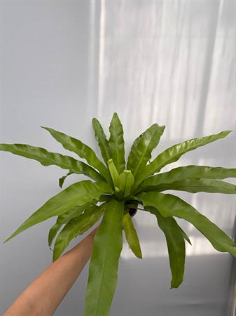 asplenium felce nido
