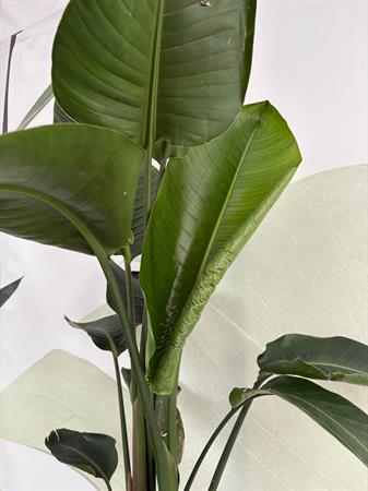 Strelitzia Nicolai