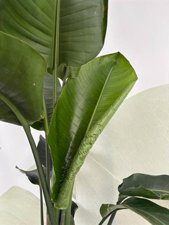 Strelitzia Nicolai