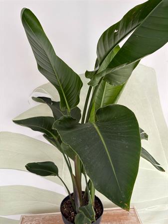 Strelitzia Nicolai