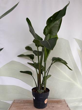 Strelitzia Nicolai