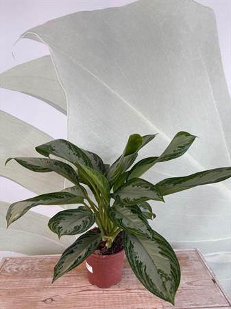 Aglaonema pianta poca luce foglie colorate