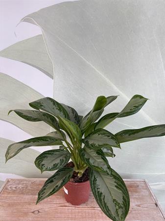 Aglaonema pianta poca luce foglie colorate