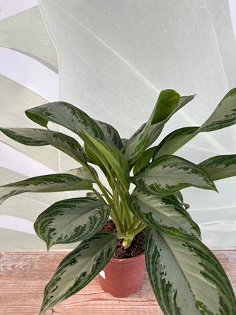 Aglaonema pianta poca luce foglie colorate