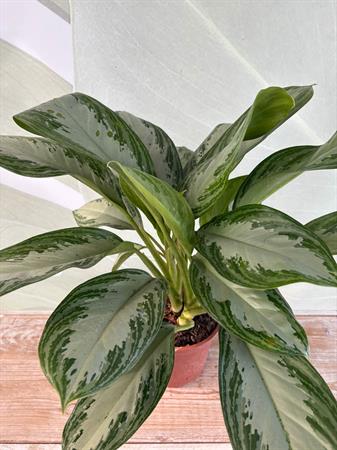 Aglaonema pianta poca luce foglie colorate