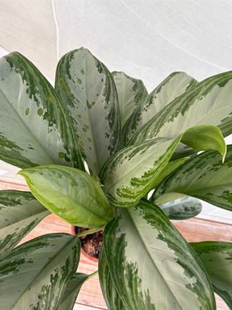 Aglaonema pianta poca luce foglie colorate