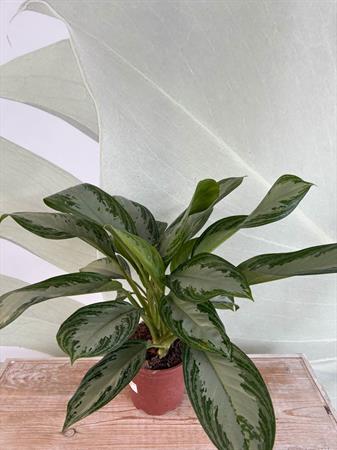 Aglaonema pianta poca luce foglie colorate