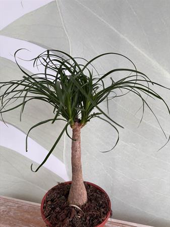Beucarnea piede di elefante