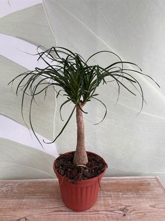 Beucarnea piede di elefante