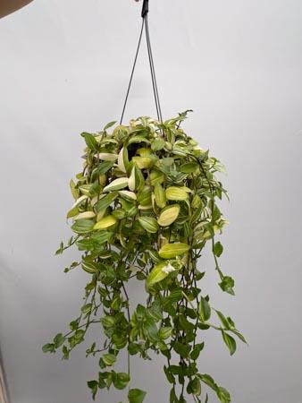 Pianta ricadente bianca verde da interno tradescantia