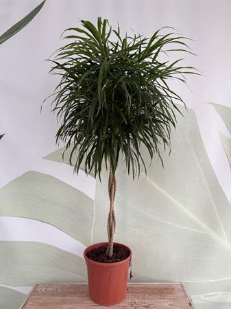 Pleomele