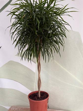 Pleomele
