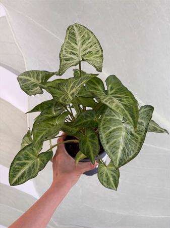 Syngonium variegato verde