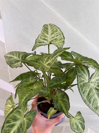 Syngonium variegato verde