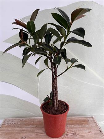 Ficus melany pianta foglie scure