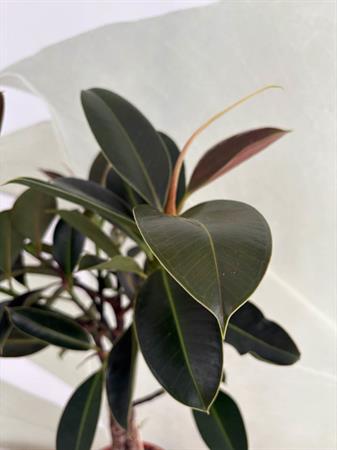 Ficus melany pianta foglie scure