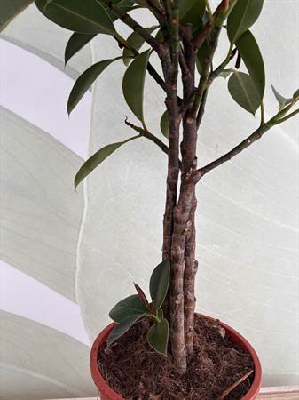 Ficus melany pianta foglie scure