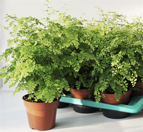 Felce adiantum capelvenere