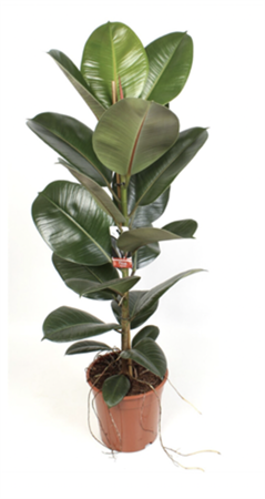 Ficus elastica robusta pianta foglie grandi