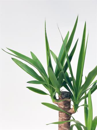 Yucca due rami