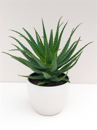 Aloe Vera pianta da interno