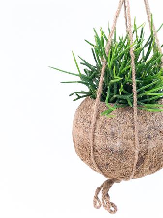 Kokodama Rhipsalis cactus ricadente da appendere