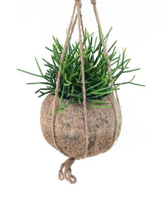 Kokodama Rhipsalis cactus ricadente da appendere