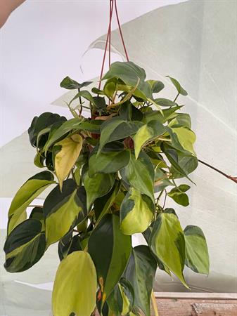Philodendro Brasil verde giallo